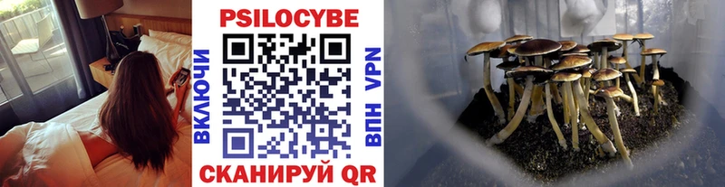 закладка  Югорск  Галлюциногенные грибы Psilocybe 